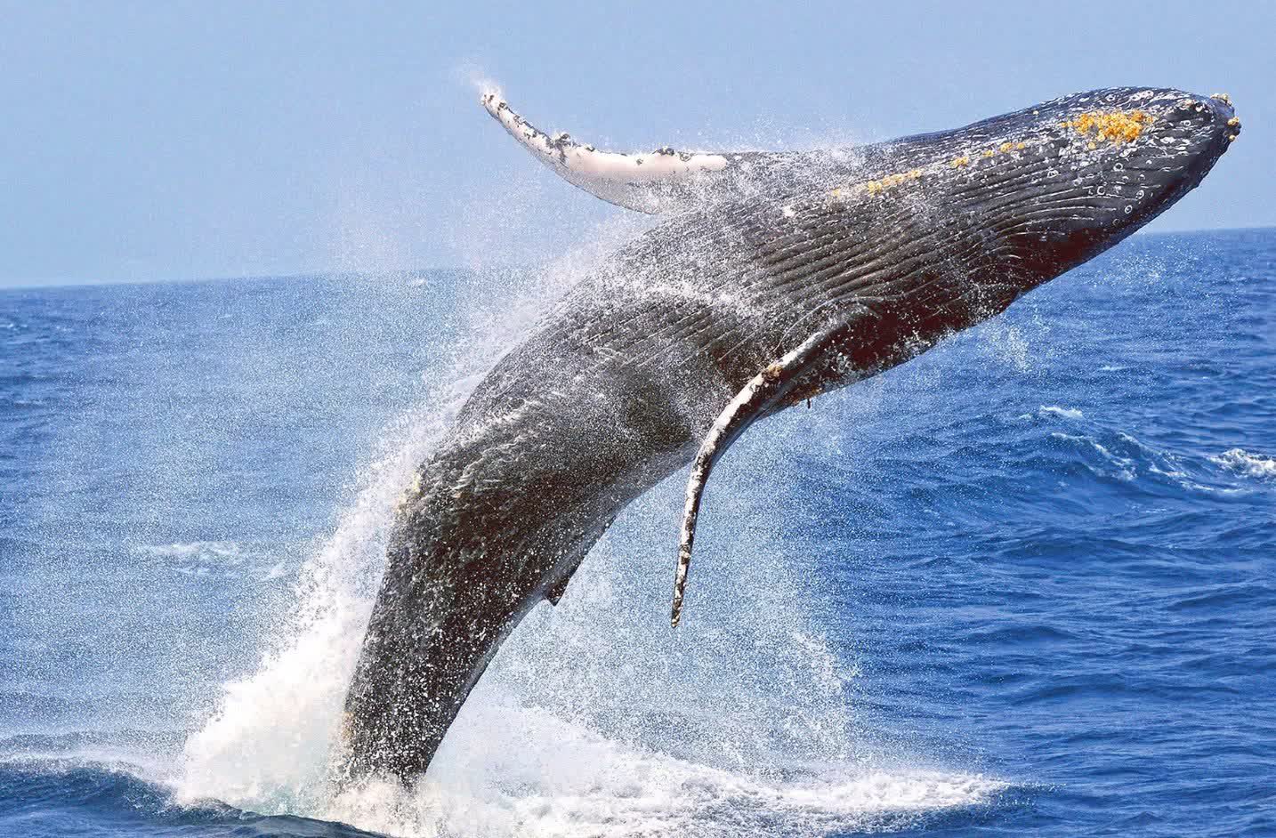 Whale Watching Cruises