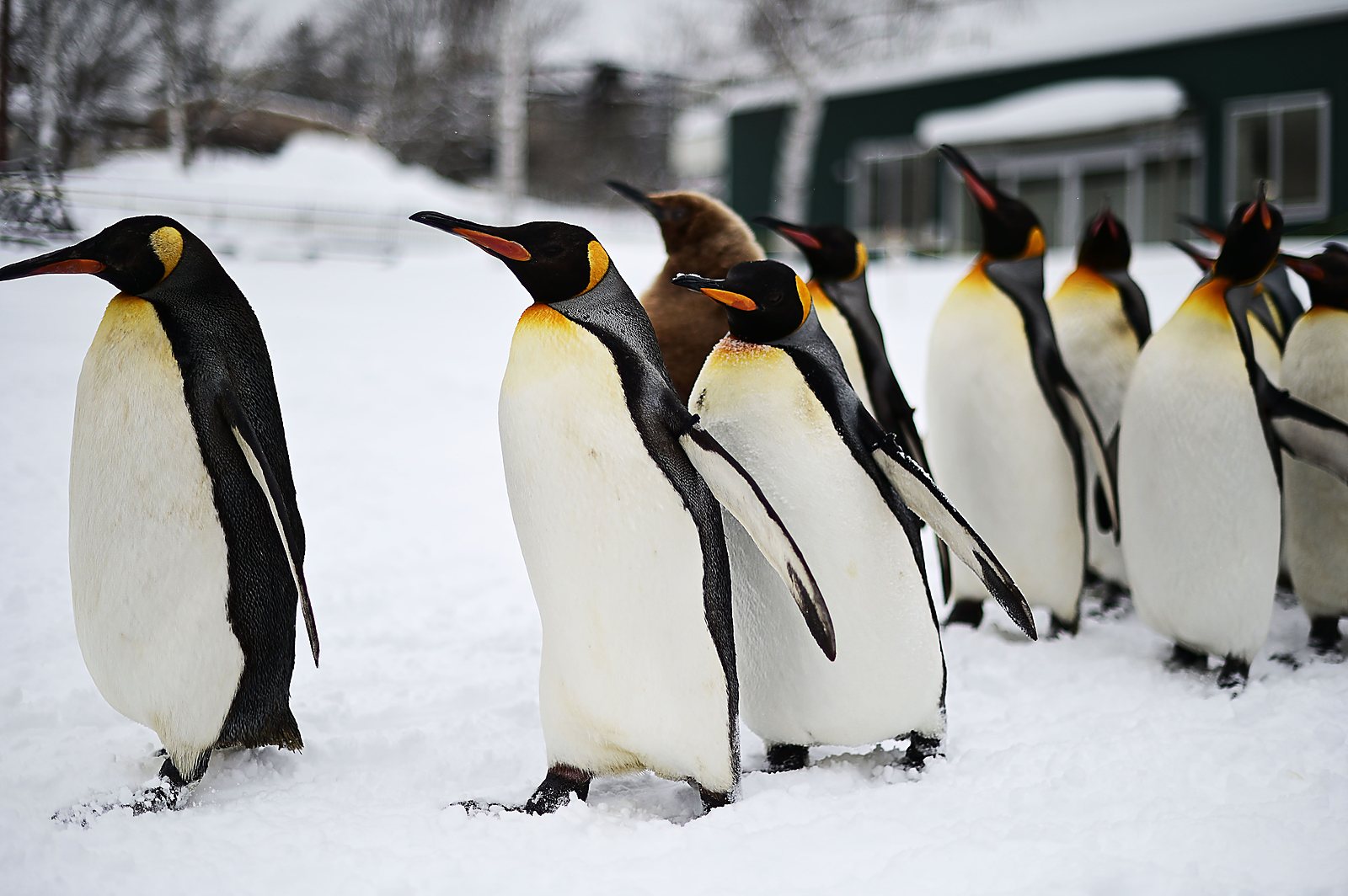 Penguin walk