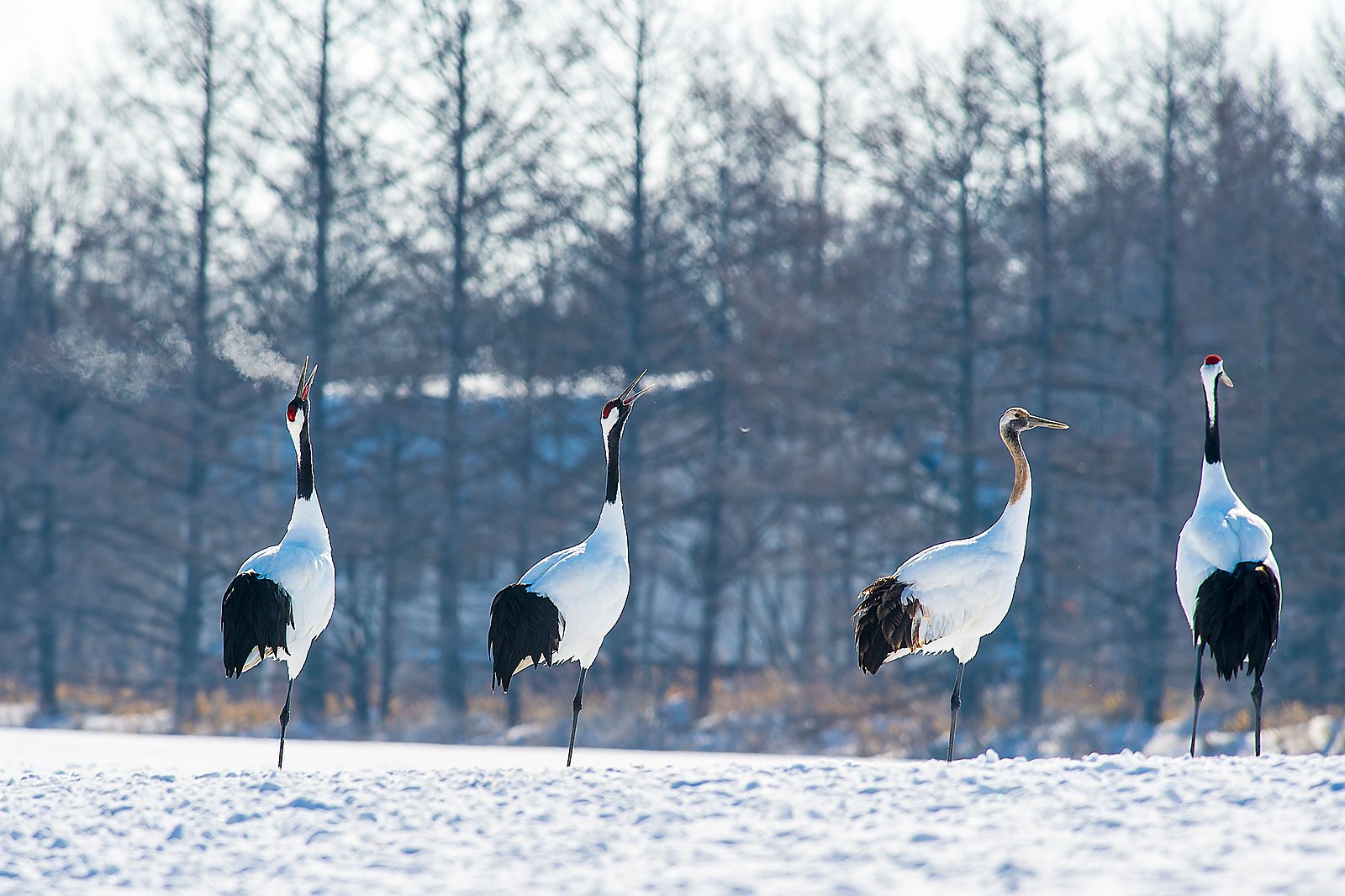 Red-crowned crane spotting
