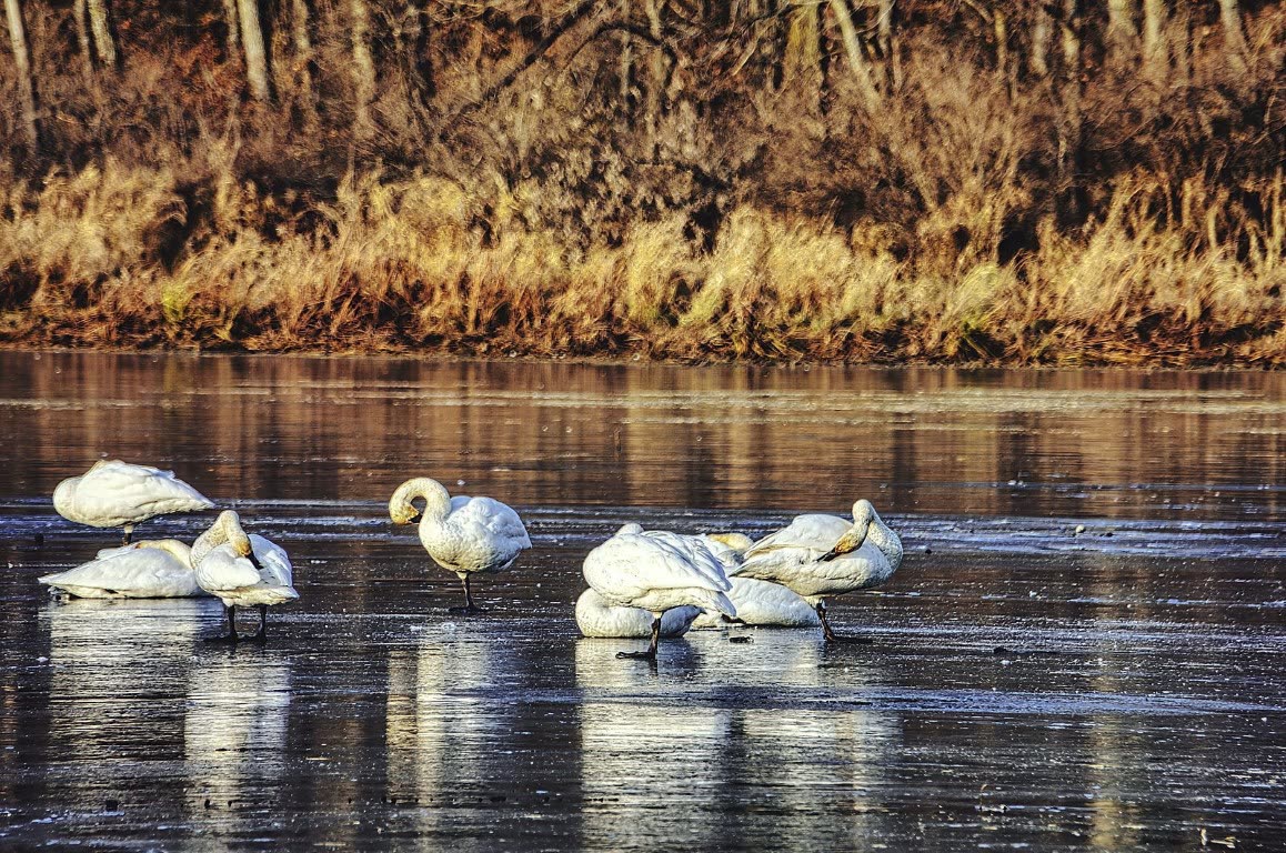 Sunayu — swan watching