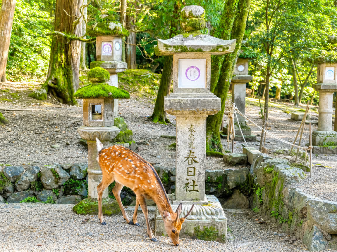 Nara Park