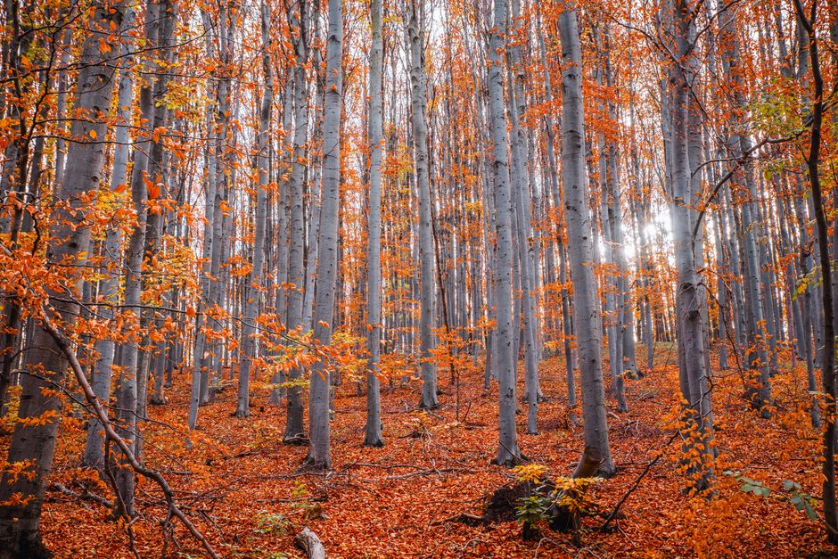 Shirakami-Sanchi Twelve Lakes · primeval beech forest