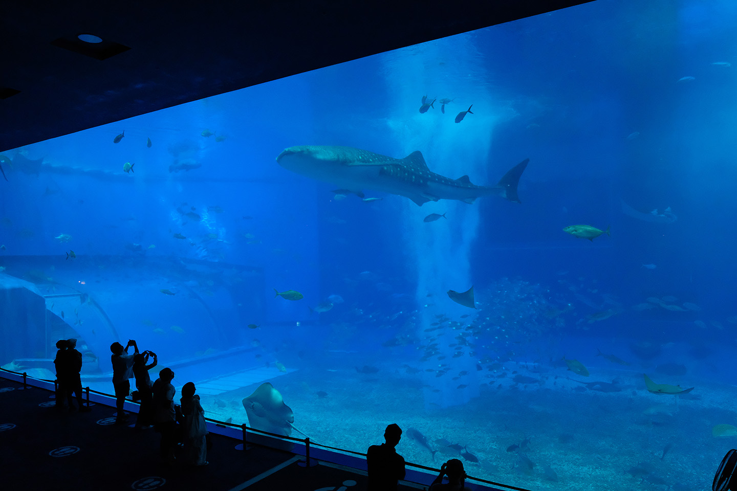 Okinawa Churaumi Aquarium — Ocean Expo Park