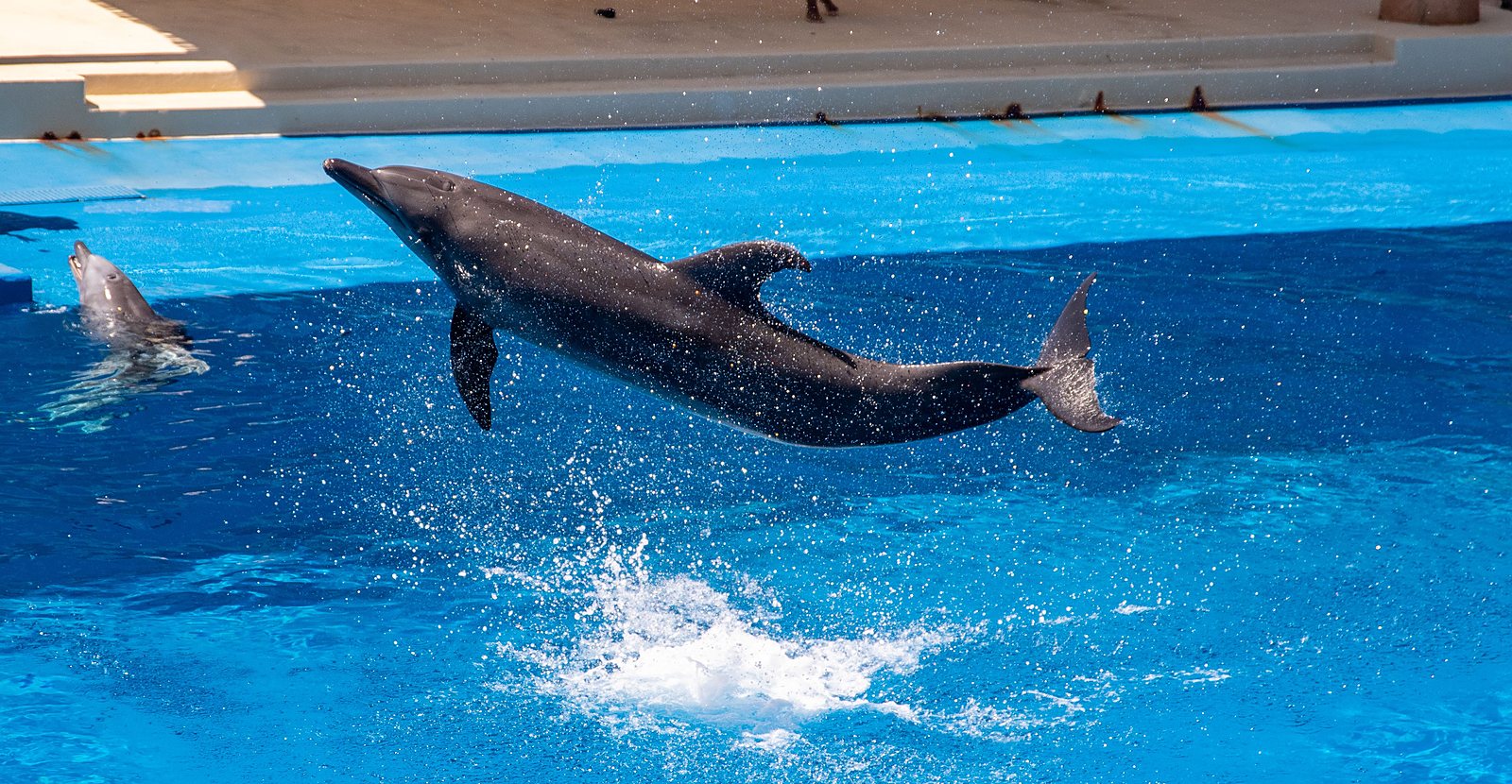 Kuroshio Sea · dolphin show